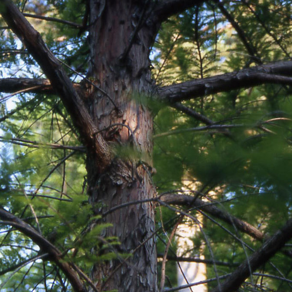 Taxodium distichum / Cipresso calvo